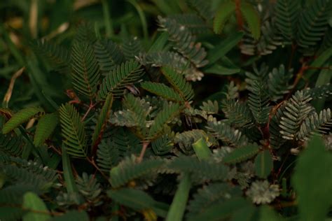 PHILIPPINE WEEDS: MIMOSA PUDICA — IKOT.PH.